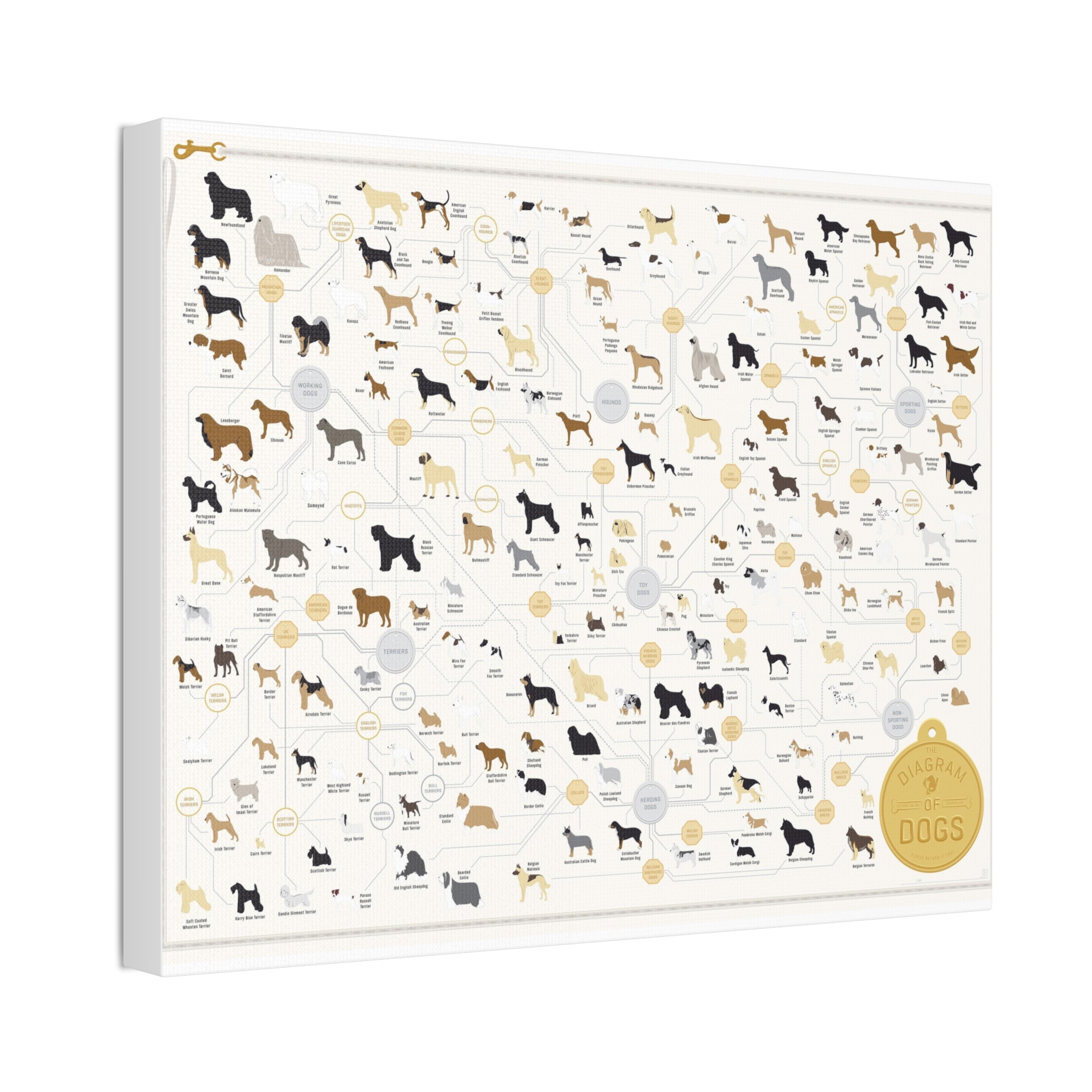 Dog Breeds Guide Poster, Complete Dog Breed Classification Diagram, Educational Canine Reference Canvas Print
