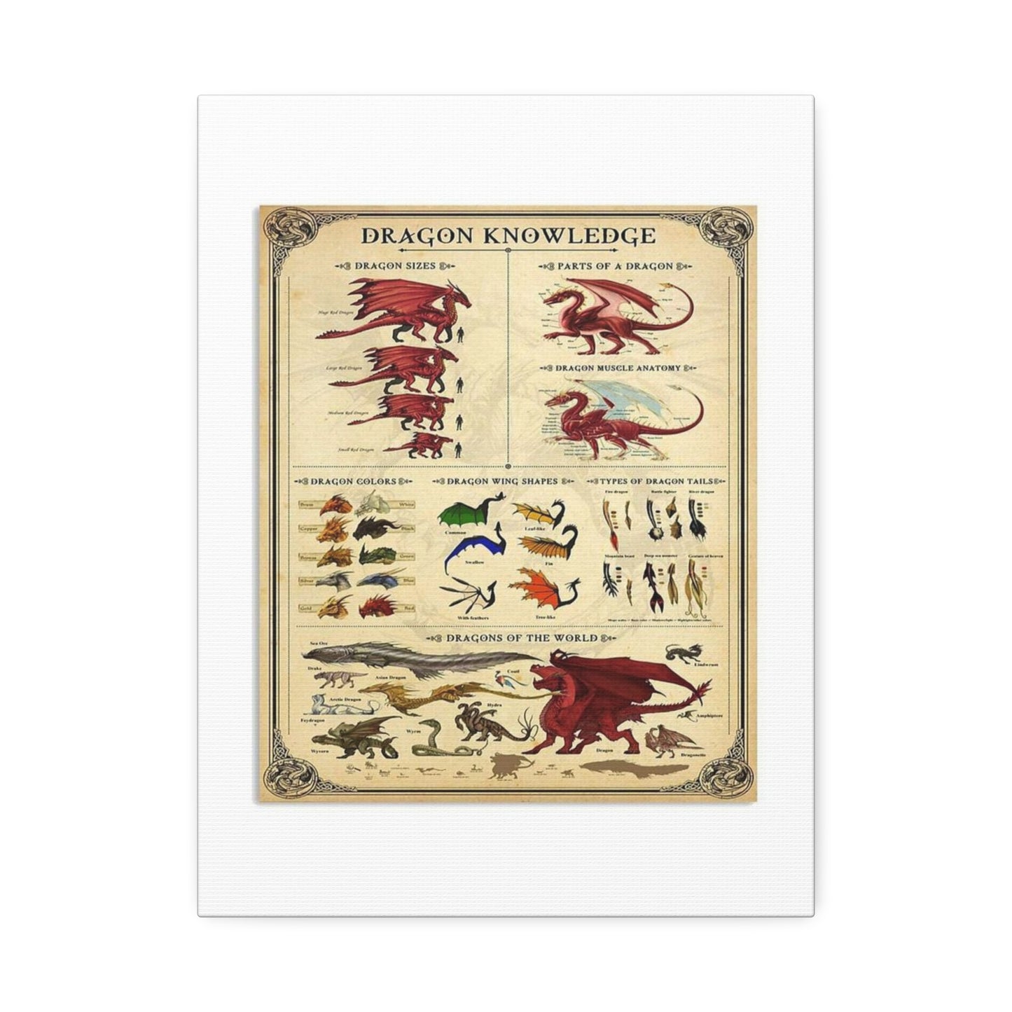 Dragon Knowledge Guide Poster, Dragon Anatomy And Types Identification Vertical Poster