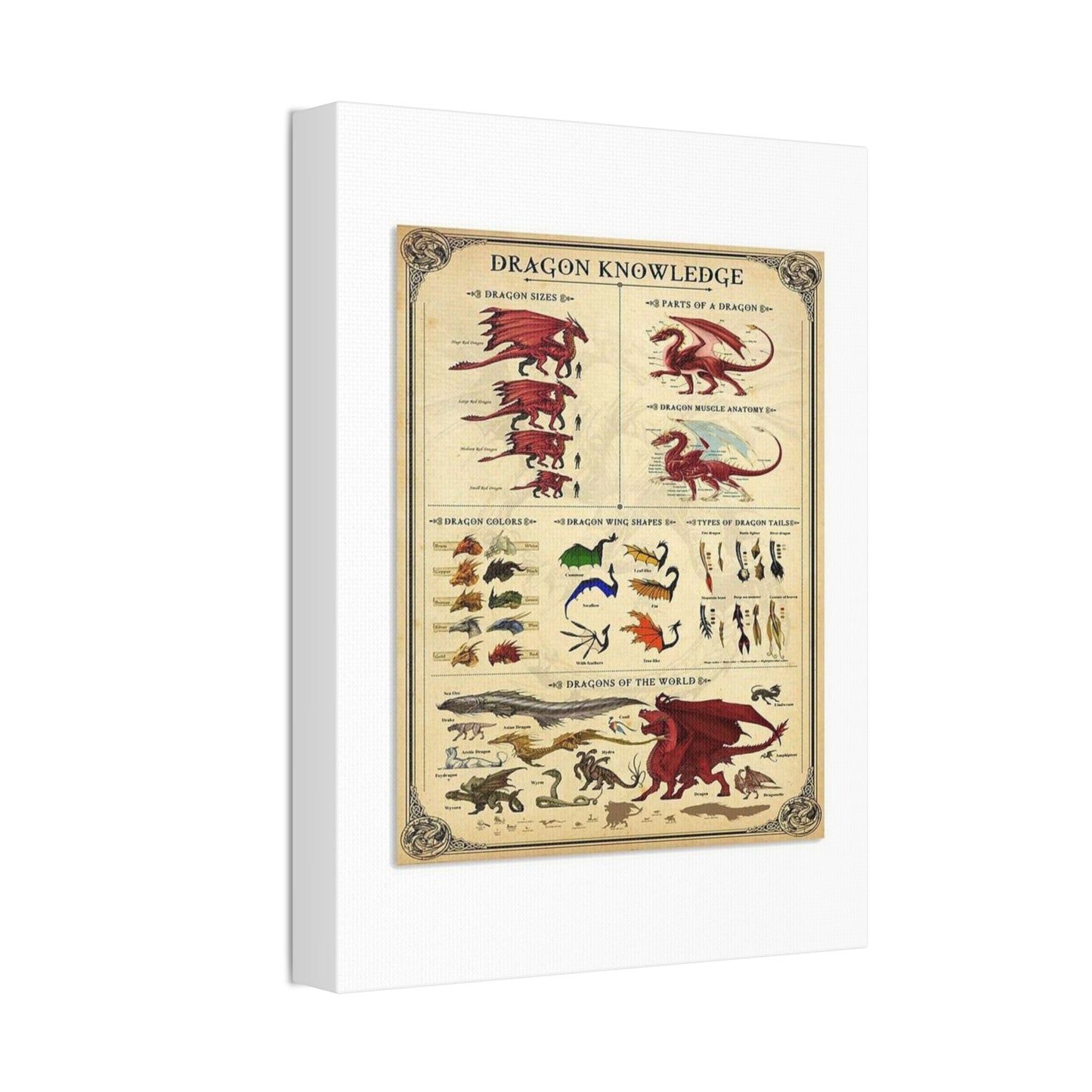 Dragon Knowledge Guide Poster, Dragon Anatomy And Types Identification Vertical Poster