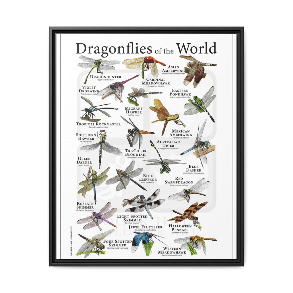 Dragonflies of the World Vertical Poster and Canvas