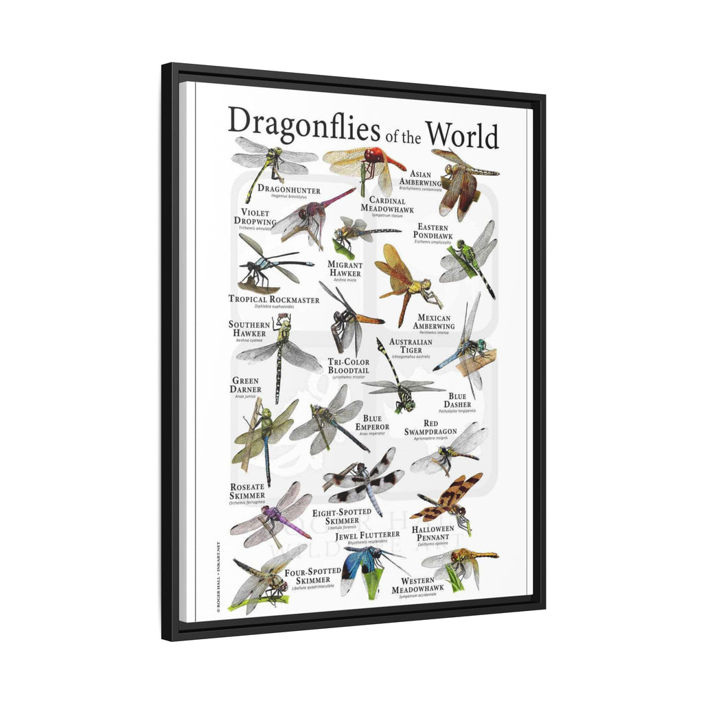 Dragonflies of the World Vertical Poster and Canvas