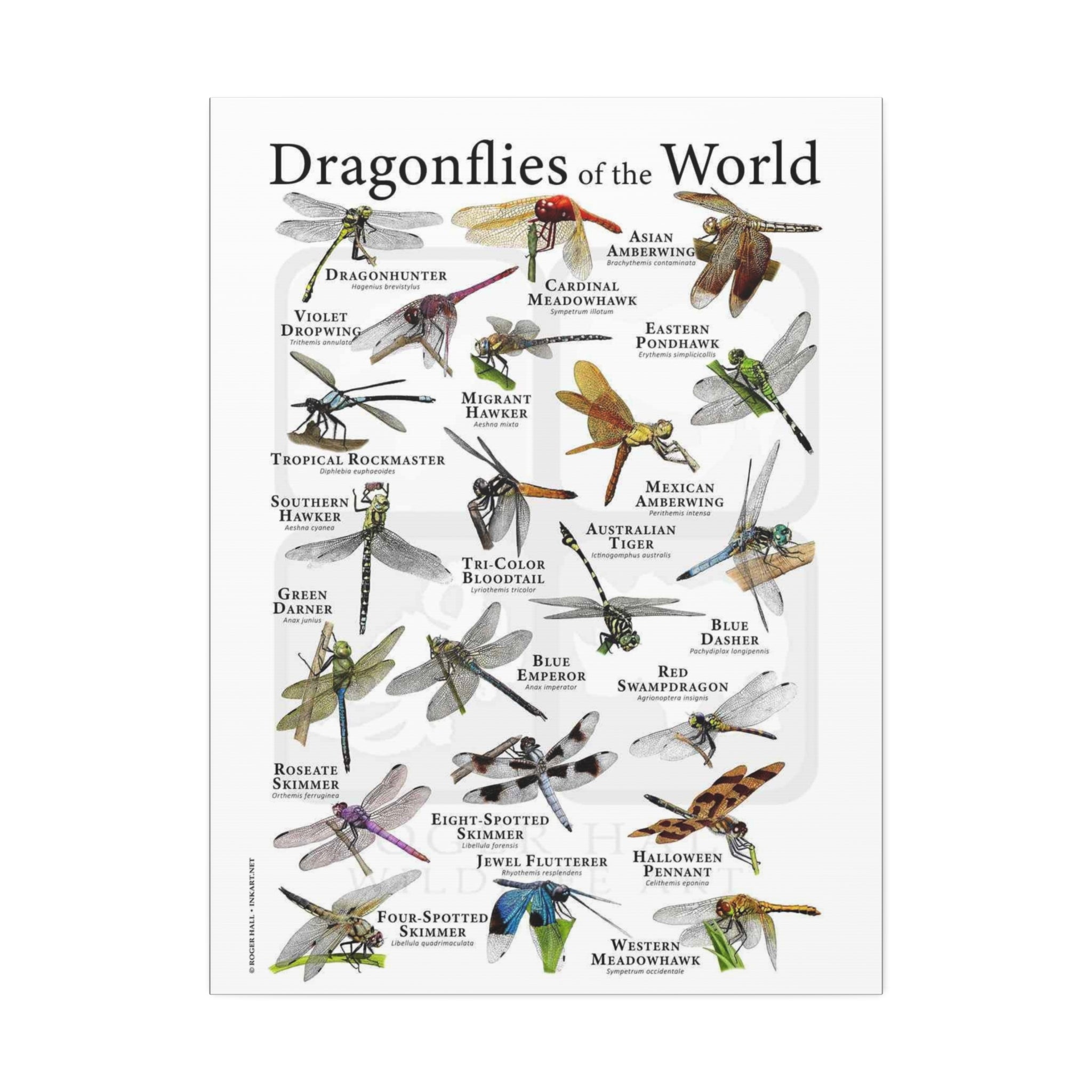 Dragonflies of the World Vertical Poster and Canvas