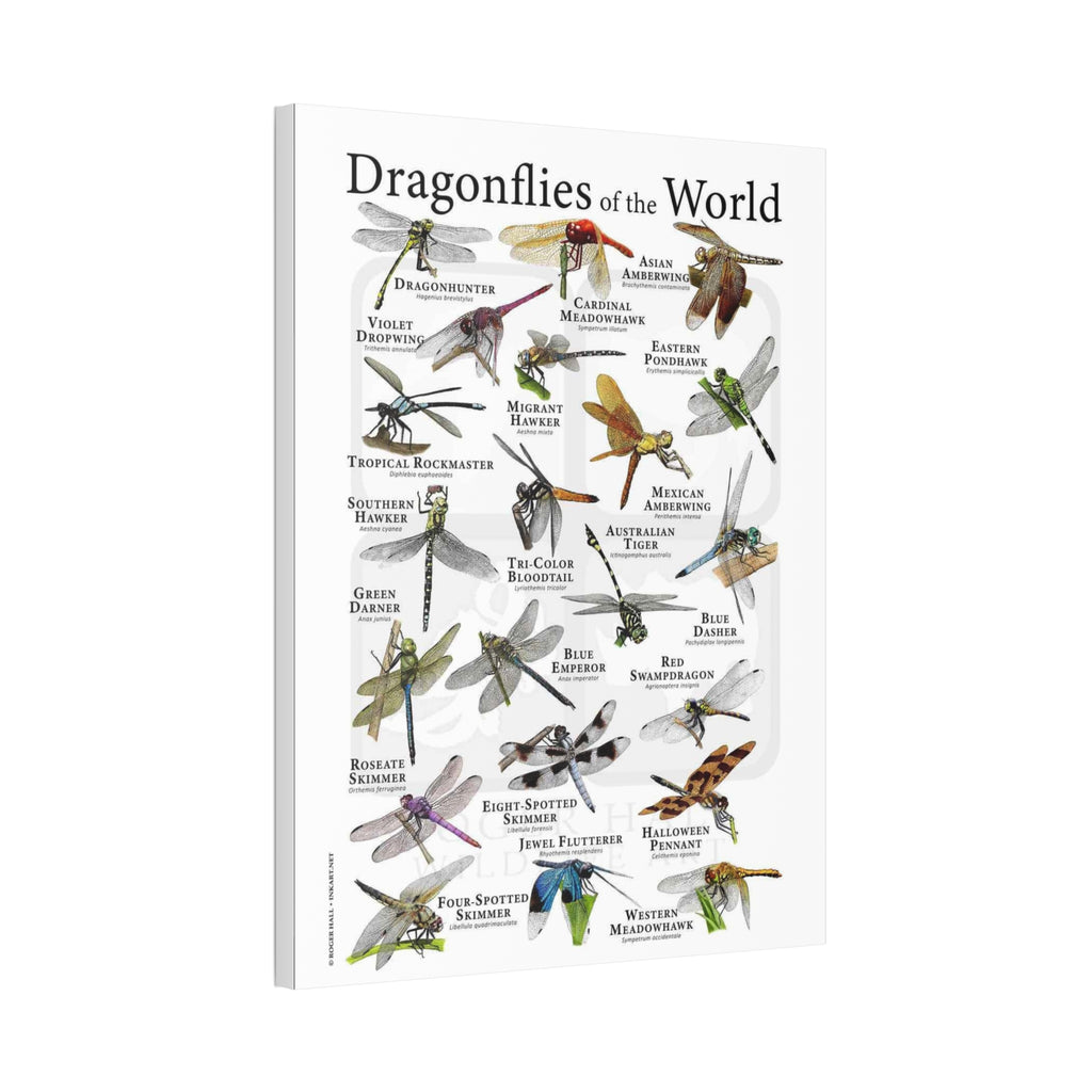 Dragonflies of the World Vertical Poster and Canvas