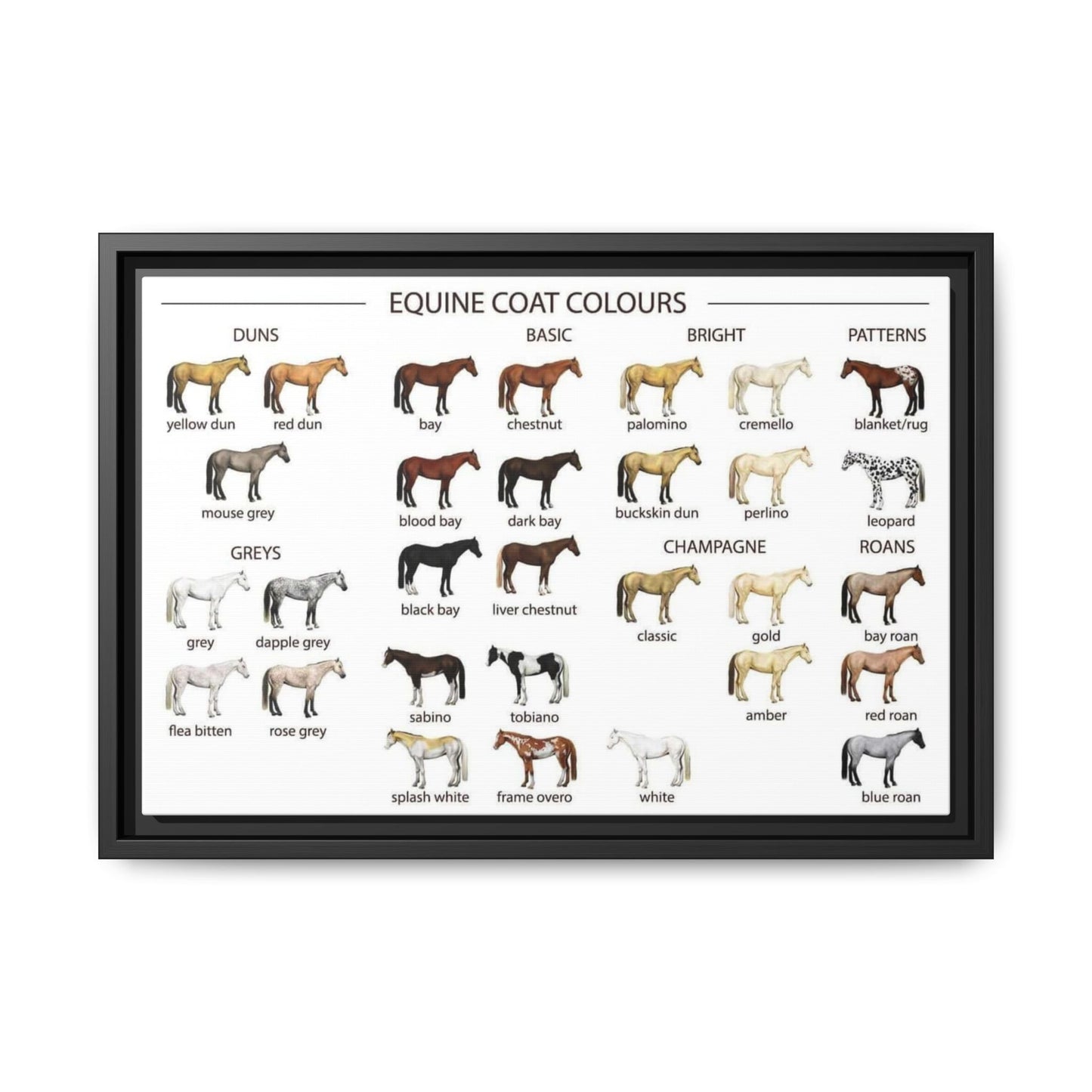 Equine Coat Colours Poster, Horse Coat Colors And Patterns Identification Horizontal Poster