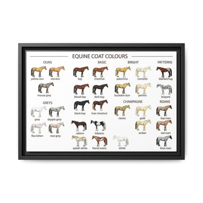 Equine Coat Colours Poster, Horse Coat Colors And Patterns Identification Horizontal Poster