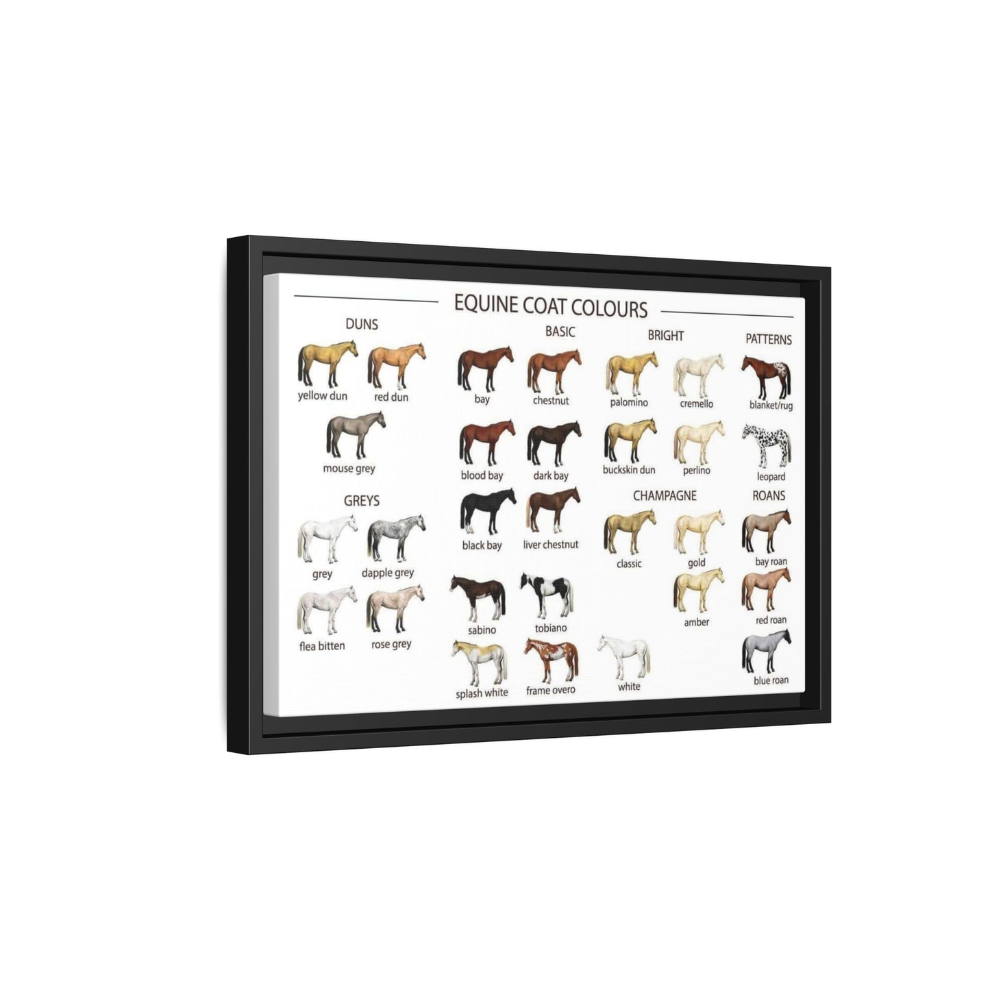 Equine Coat Colours Poster, Horse Coat Colors And Patterns Identification Horizontal Poster
