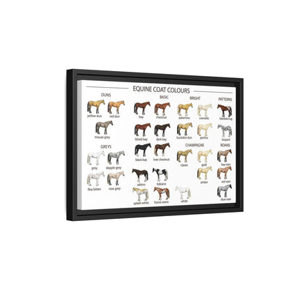 Equine Coat Colours Poster, Horse Coat Colors And Patterns Identification Horizontal Poster