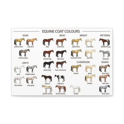 Equine Coat Colours Poster, Horse Coat Colors And Patterns Identification Horizontal Poster