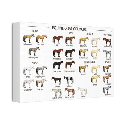 Equine Coat Colours Poster, Horse Coat Colors And Patterns Identification Horizontal Poster