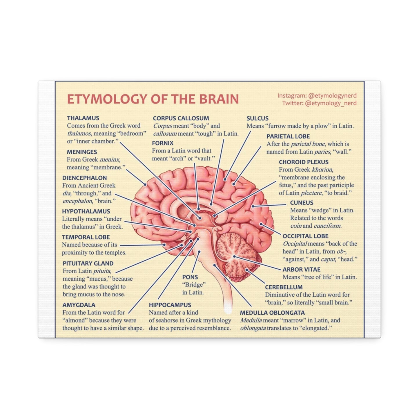 Etymology Of The Brain Poster, Brain Anatomy Guide Vertical Poster