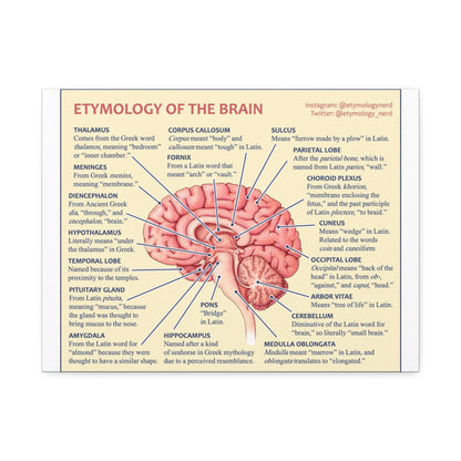 Etymology Of The Brain Poster, Brain Anatomy Guide Vertical Poster
