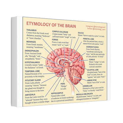 Etymology Of The Brain Poster, Brain Anatomy Guide Vertical Poster