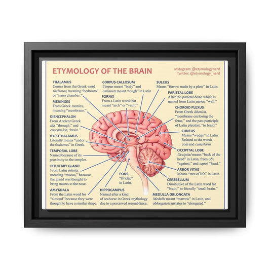 Etymology Of The Brain Poster, Brain Anatomy Guide Vertical Poster
