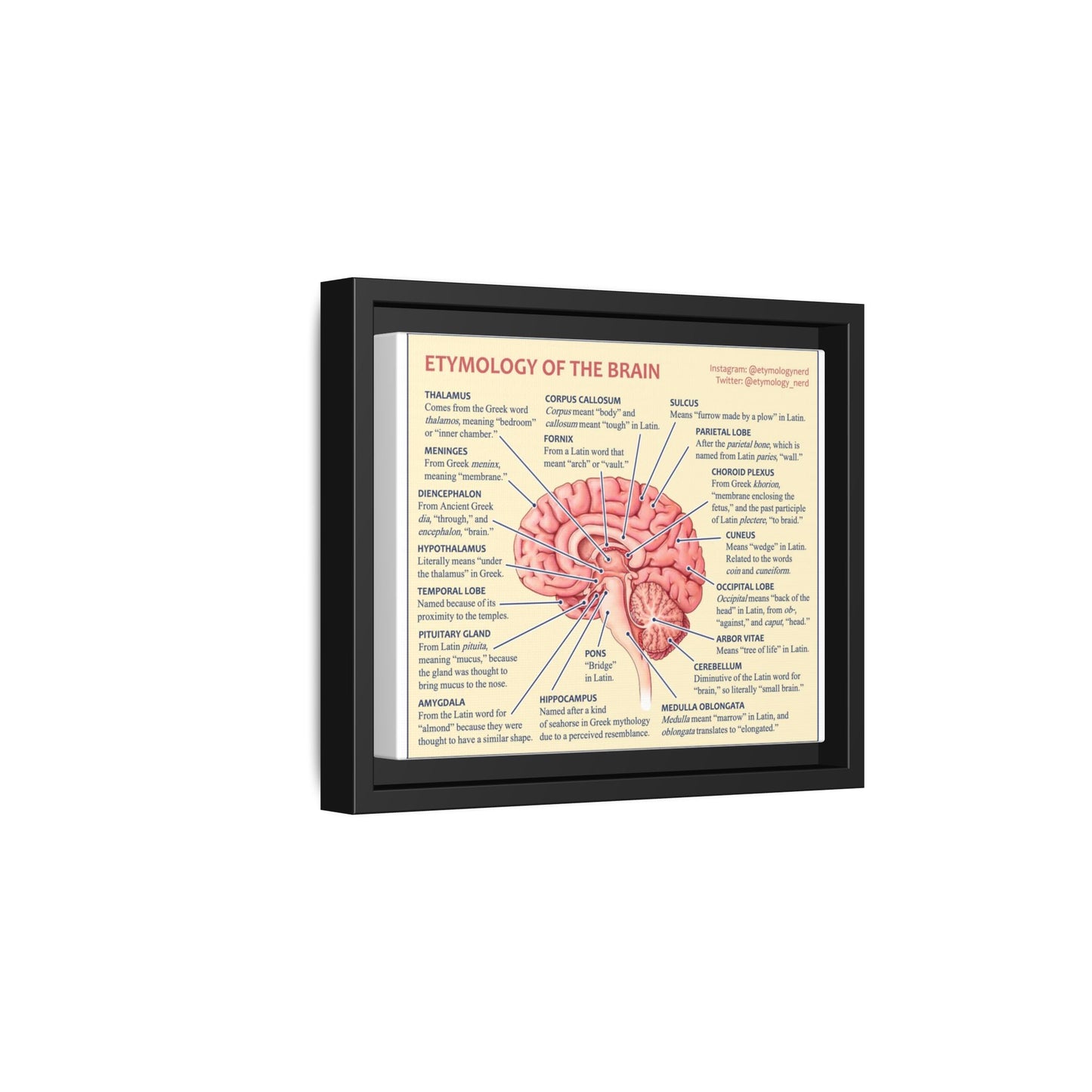 Etymology Of The Brain Poster, Brain Anatomy Guide Vertical Poster