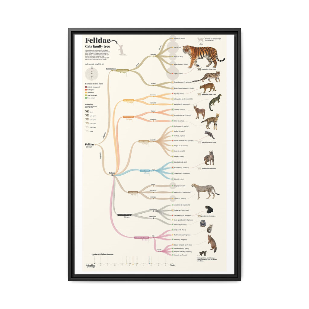 Felidae Cats Family Tree Poster, Wild Cat Evolution Chart, Big Cat Lineage Diagram, Feline Species Educational Canvas Print