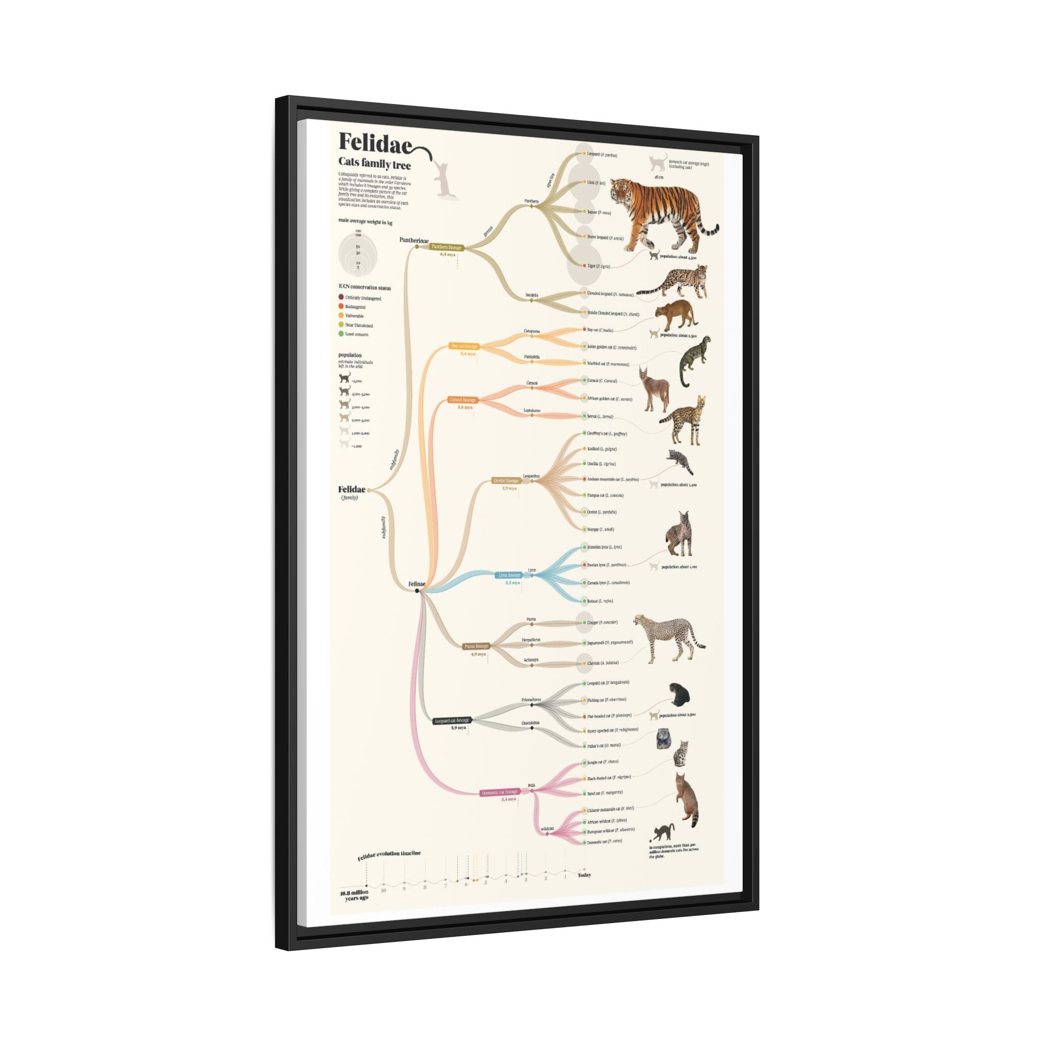 Felidae Cats Family Tree Poster, Wild Cat Evolution Chart, Big Cat Lineage Diagram, Feline Species Educational Canvas Print