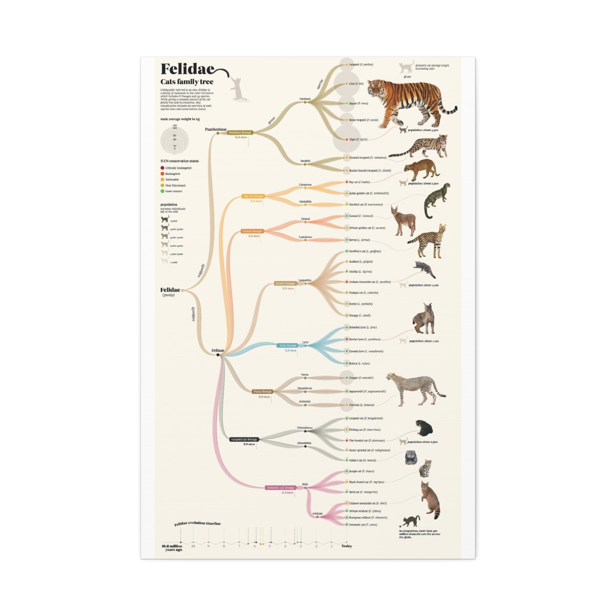 Felidae Cats Family Tree Poster, Wild Cat Evolution Chart, Big Cat Lineage Diagram, Feline Species Educational Canvas Print