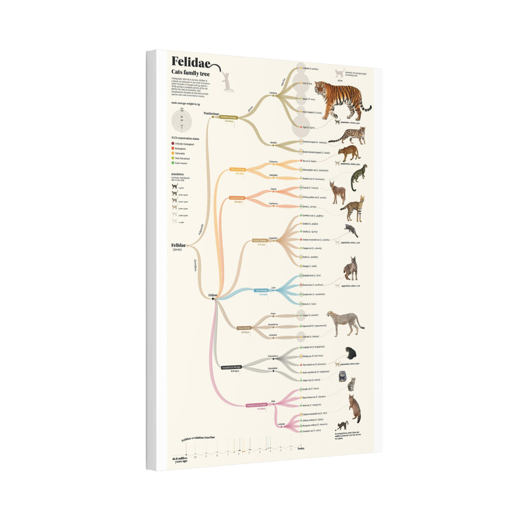 Felidae Cats Family Tree Poster, Wild Cat Evolution Chart, Big Cat Lineage Diagram, Feline Species Educational Canvas Print