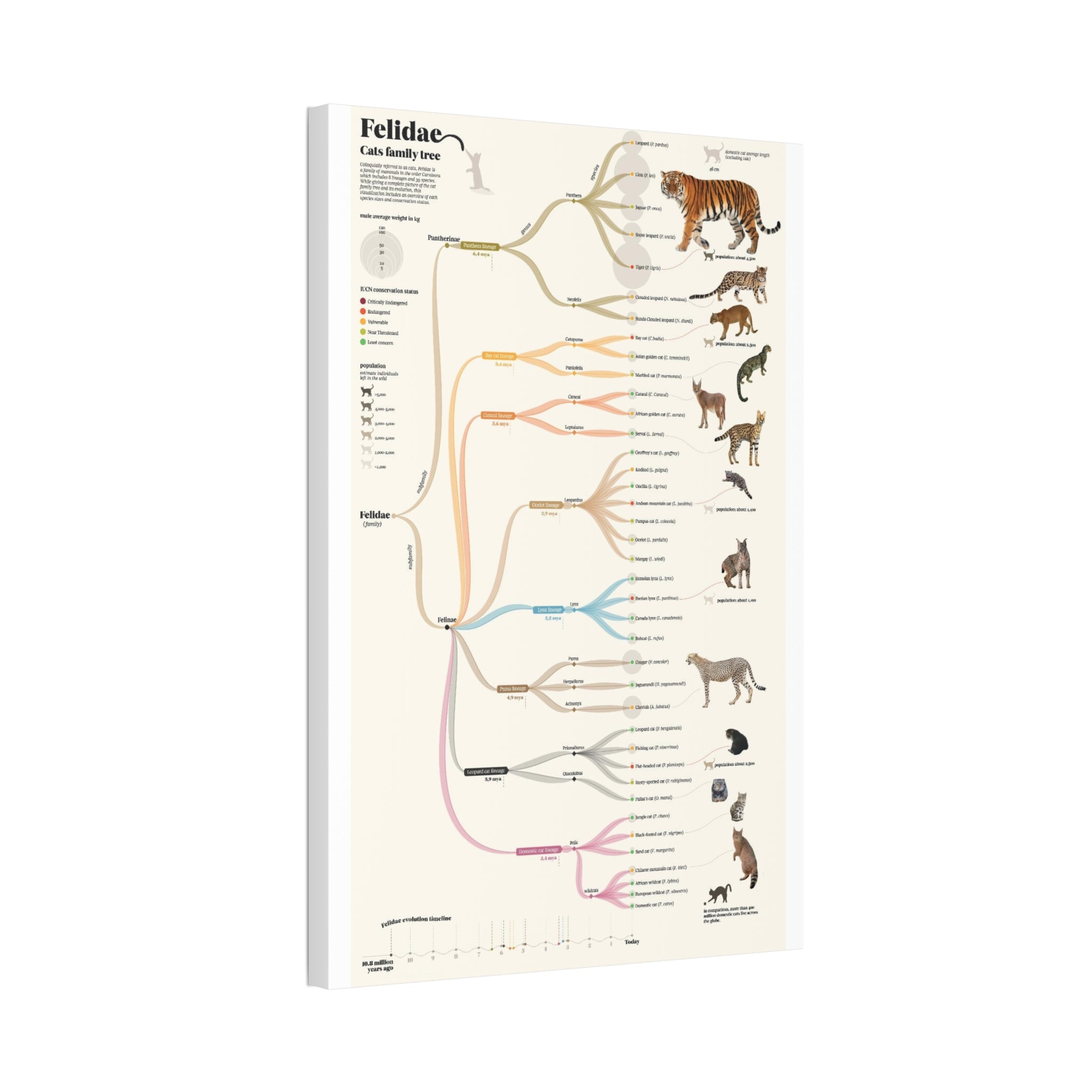 Felidae Cats Family Tree Poster, Wild Cat Evolution Chart, Big Cat Lineage Diagram, Feline Species Educational Canvas Print