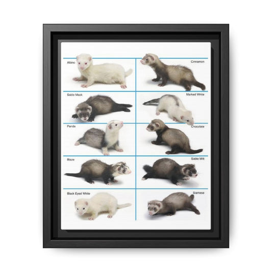 Ferret Color Chart Poster, Ferret Colors And Patterns Identification Vertical Poster