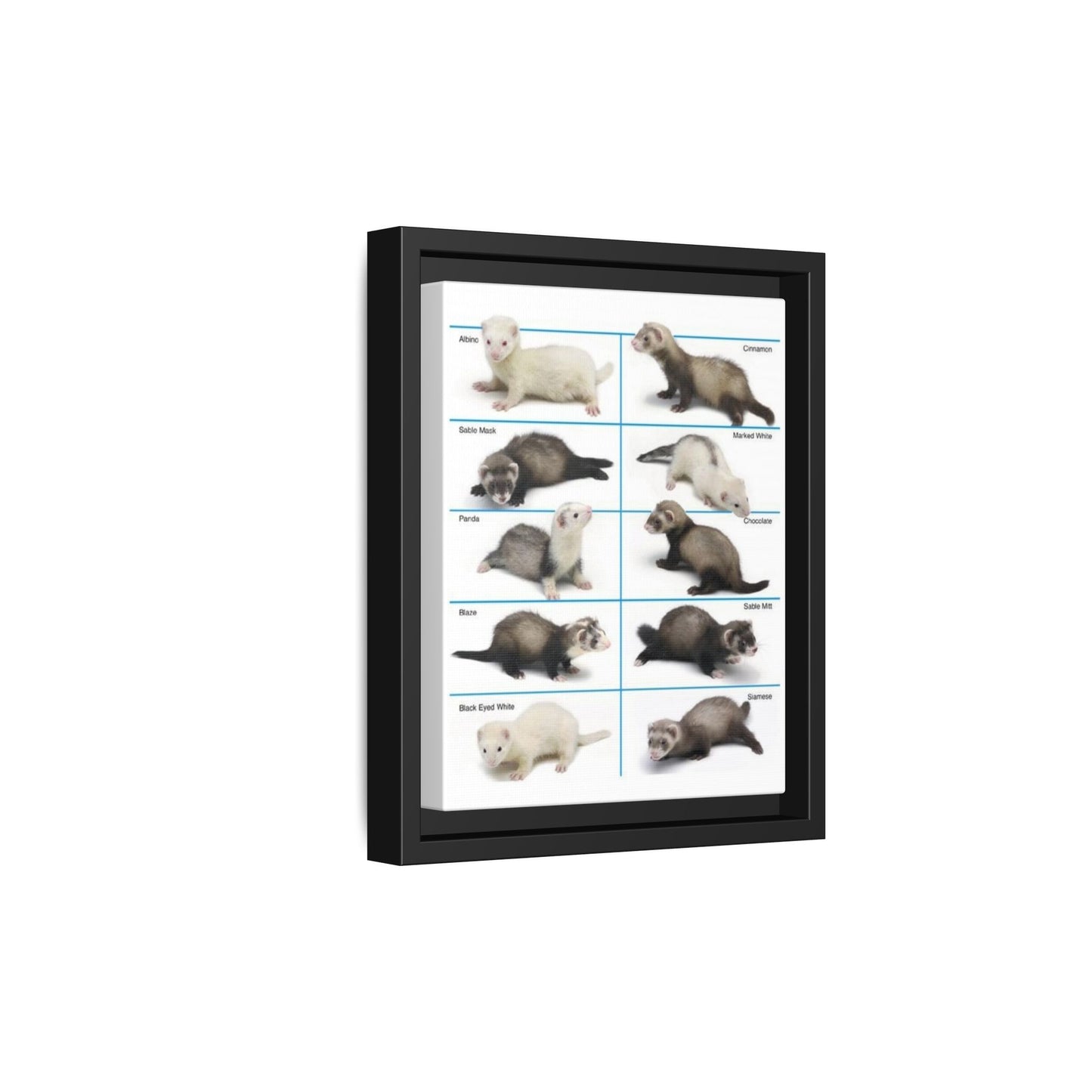 Ferret Color Chart Poster, Ferret Colors And Patterns Identification Vertical Poster