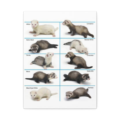 Ferret Color Chart Poster, Ferret Colors And Patterns Identification Vertical Poster
