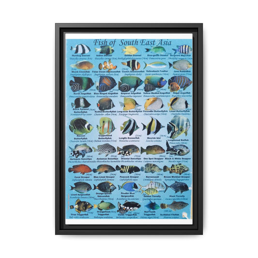 Fish of Southeast Asia Guide Poster, Southeast Asian Fish Species Identification Vertical Poster