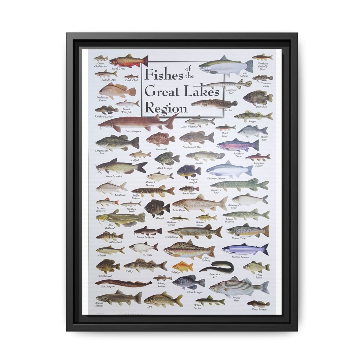 Fishes Of The Great Lakes Poster, Fish Species Identification Guide Vertical Poster