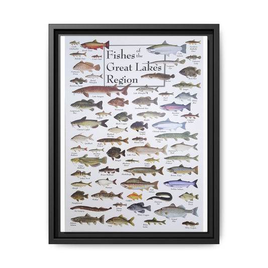 Fishes Of The Great Lakes Poster, Fish Species Identification Guide Vertical Poster