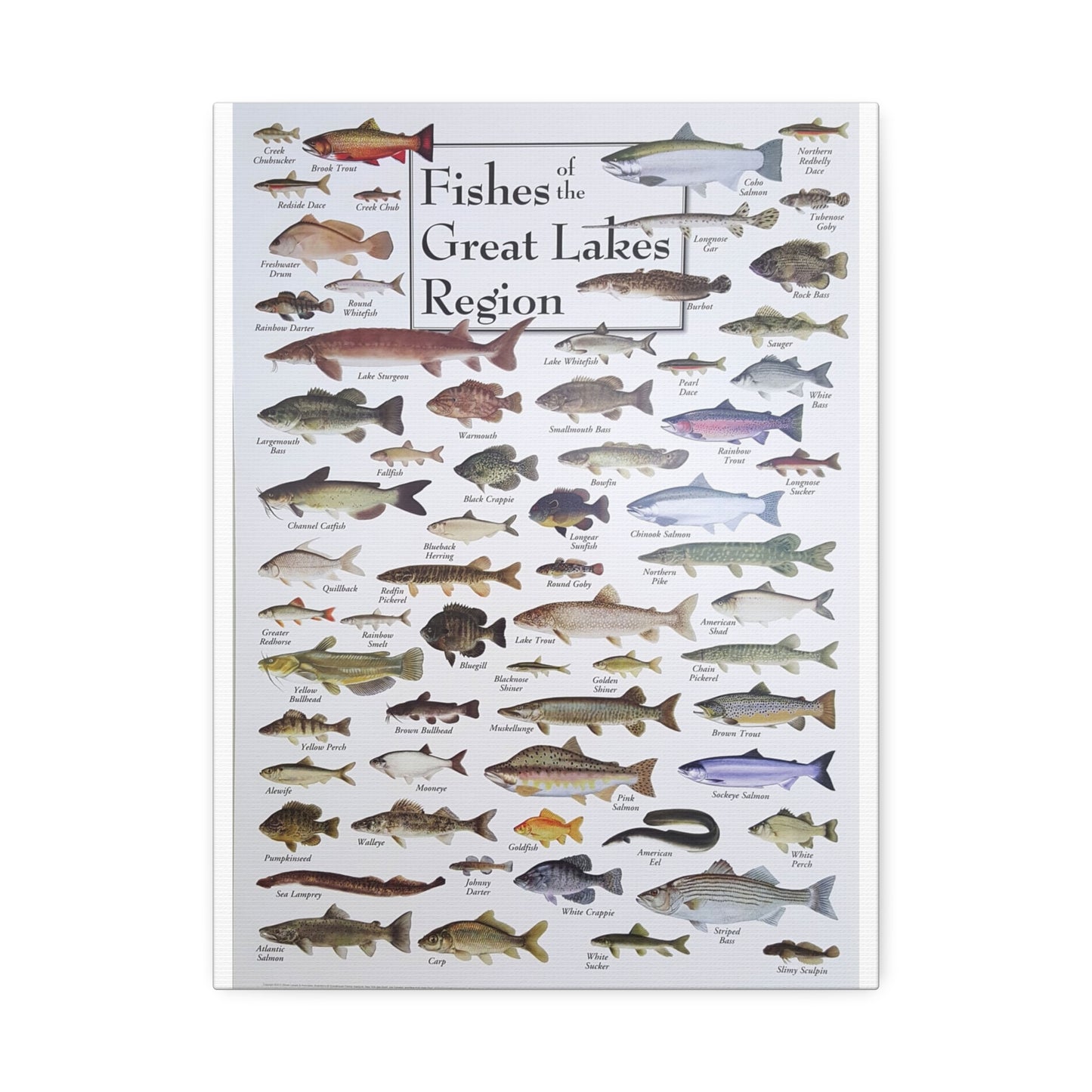 Fishes Of The Great Lakes Poster, Fish Species Identification Guide Vertical Poster