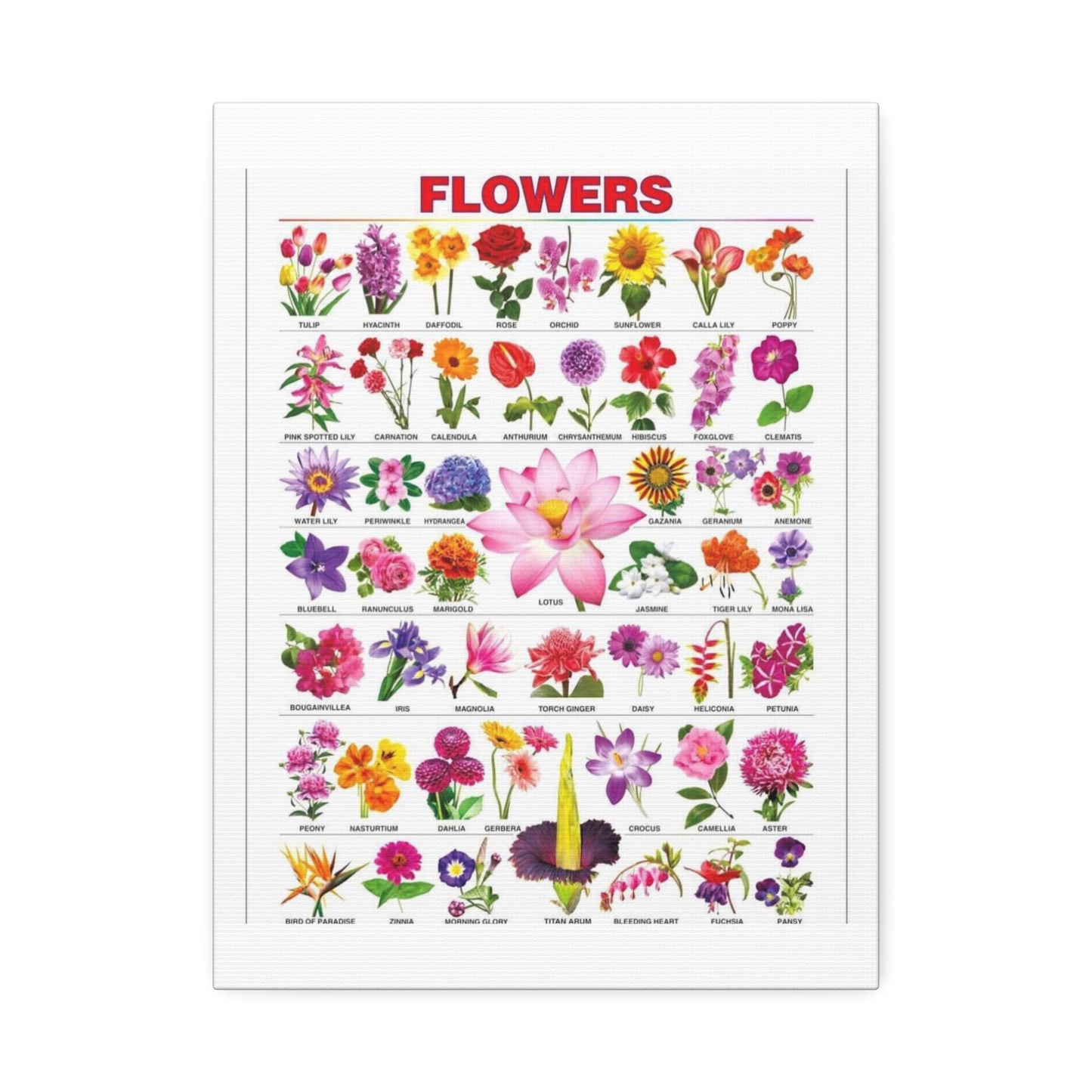 Flowers Identification Guide Vertical Poster
