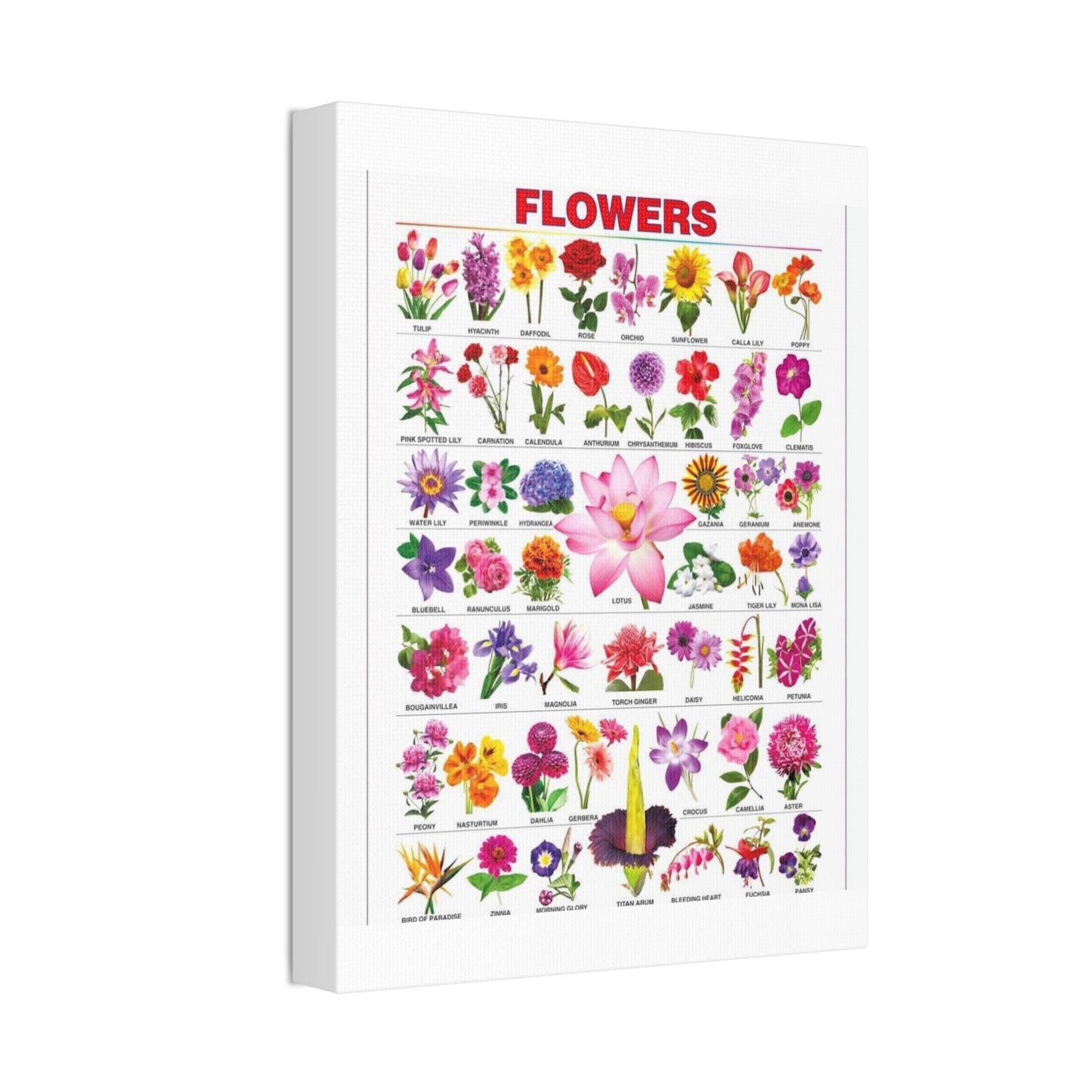 Flowers Identification Guide Vertical Poster
