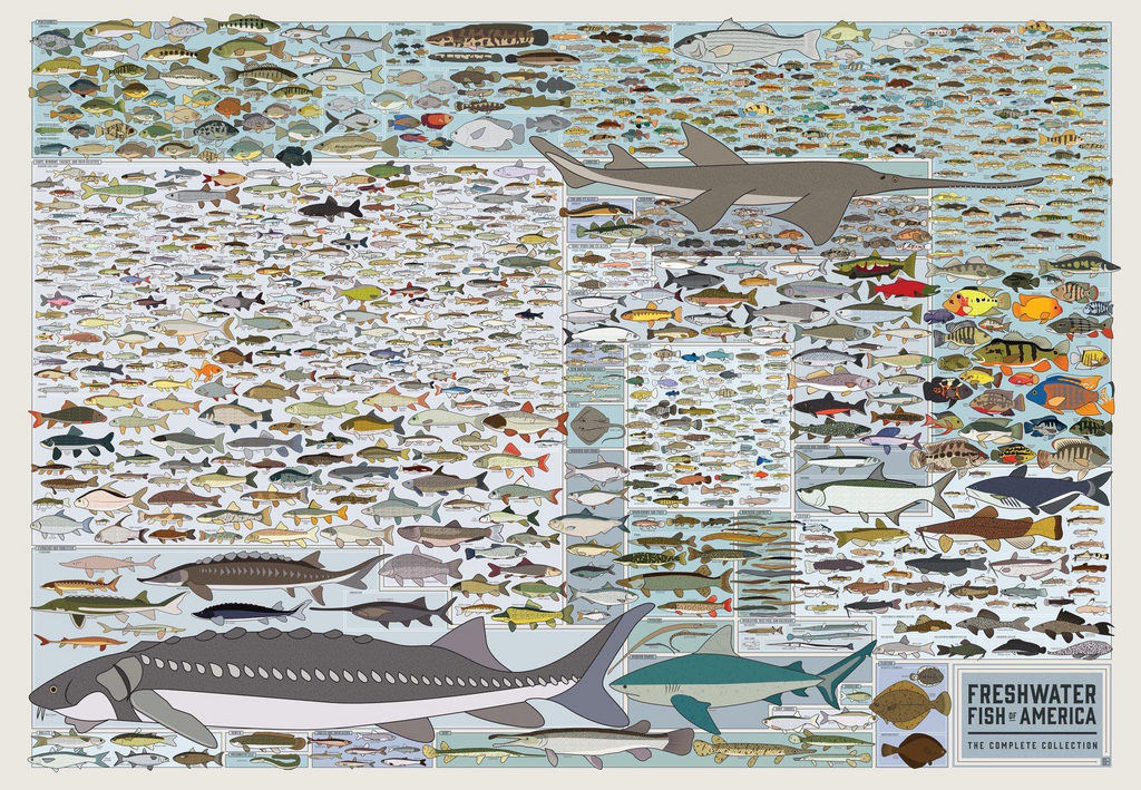 Freshwater Fish of America Poster, North American Freshwater Fish Species Identification Chart, Fishing Wall Art Canvas Print