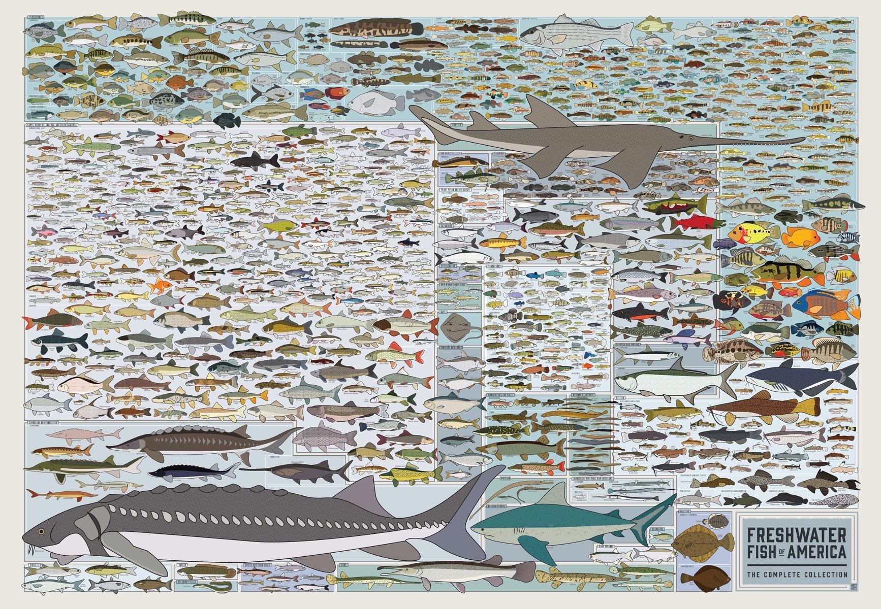 Freshwater Fish of America Poster, North American Freshwater Fish Species Identification Chart, Fishing Wall Art Canvas Print