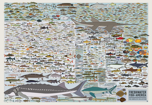 Freshwater Fish of America Poster, North American Freshwater Fish Species Identification Chart, Fishing Wall Art Canvas Print