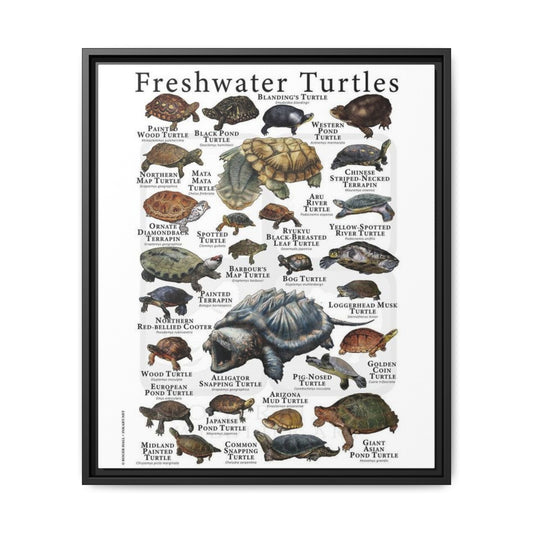 Freshwater Turtles Vertical Poster and Canvas