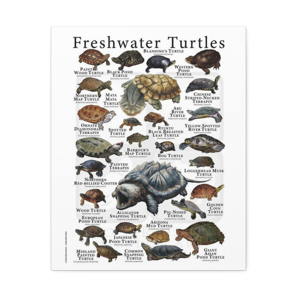 Freshwater Turtles Vertical Poster and Canvas