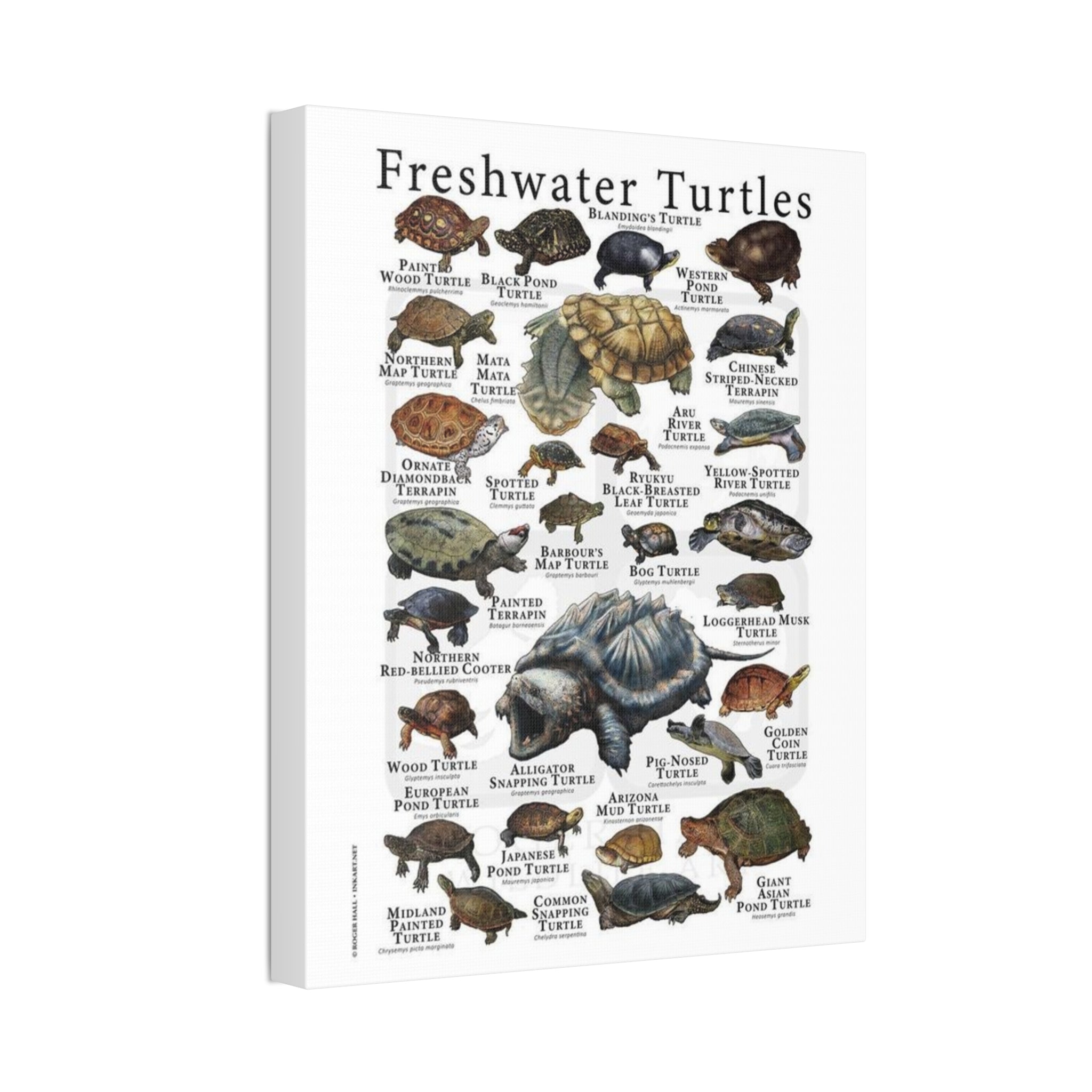 Freshwater Turtles Vertical Poster and Canvas
