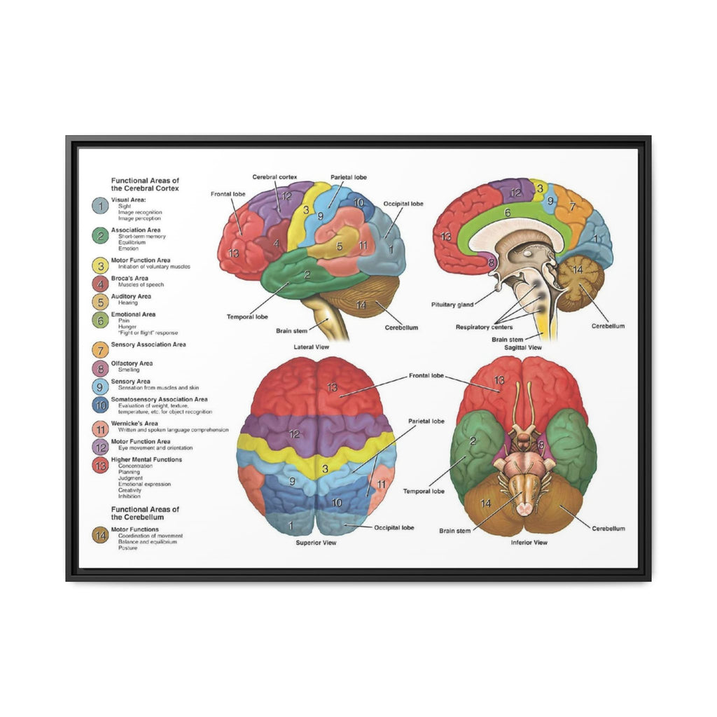 Functional Areas of the Brain Vertical Poster and Canvas