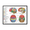 Functional Areas of the Brain Vertical Poster and Canvas