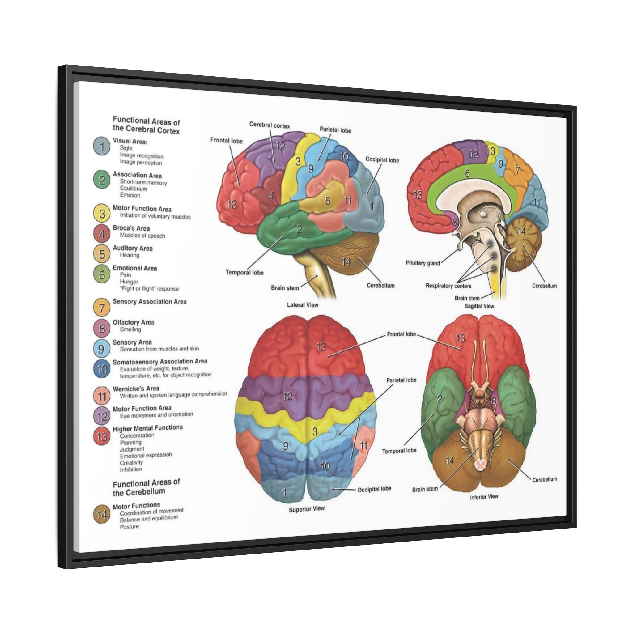 Functional Areas of the Brain Vertical Poster and Canvas