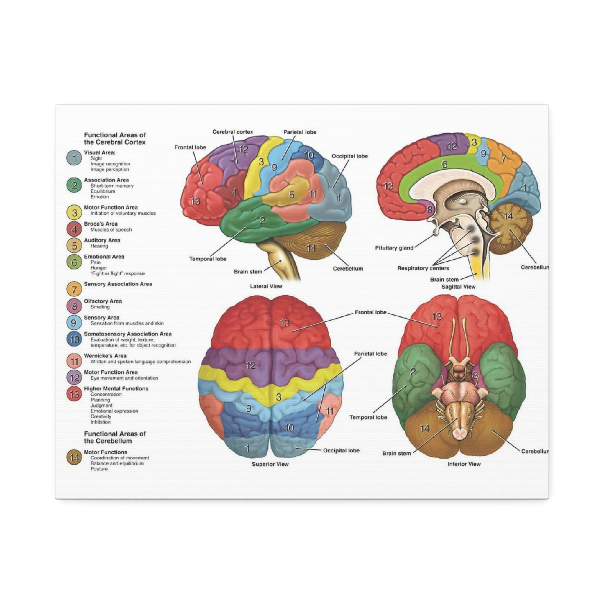 Functional Areas of the Brain Vertical Poster and Canvas