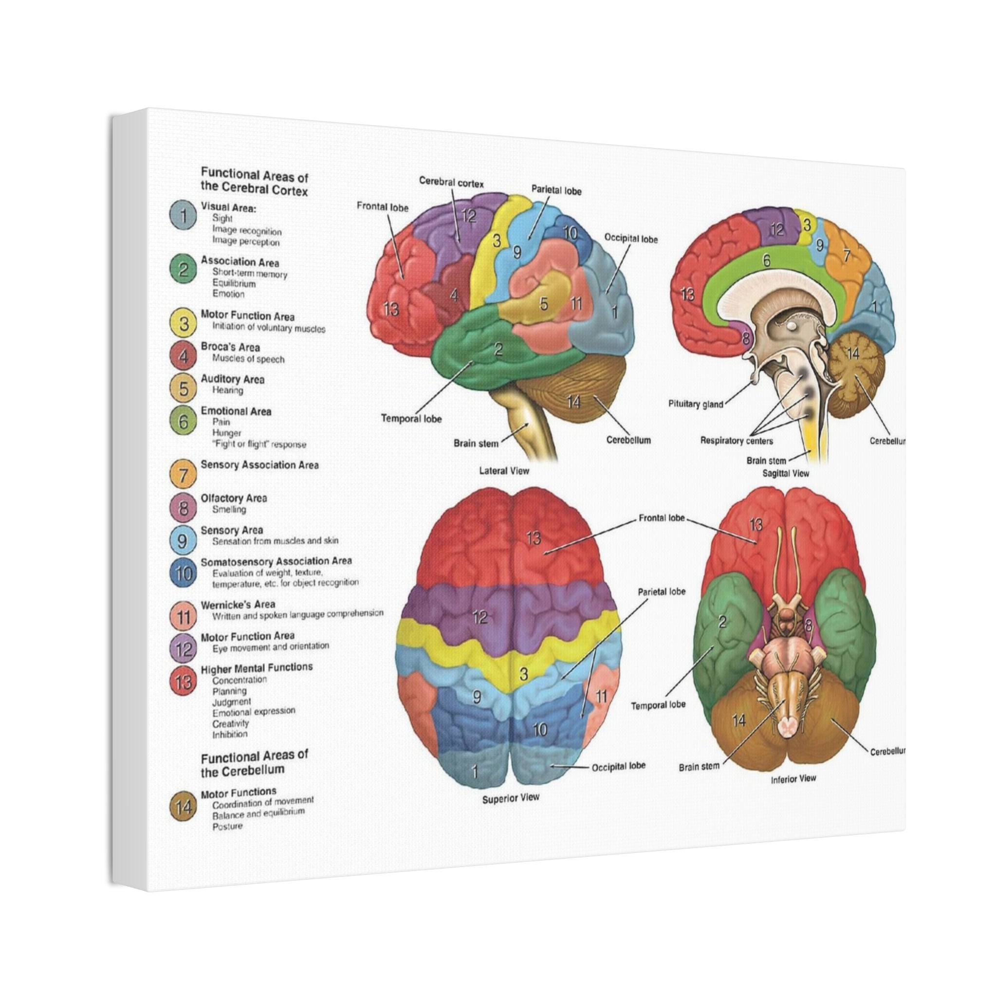 Functional Areas of the Brain Vertical Poster and Canvas