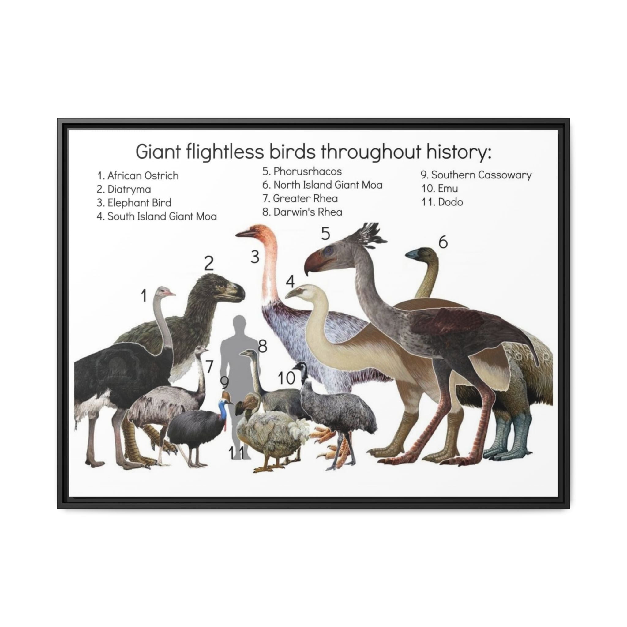 Giant Flightless Birds Throughout History Horizontal Poster and Canvas