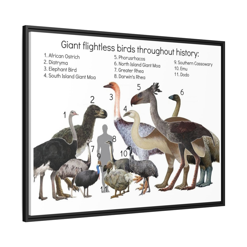 Giant Flightless Birds Throughout History Horizontal Poster and Canvas
