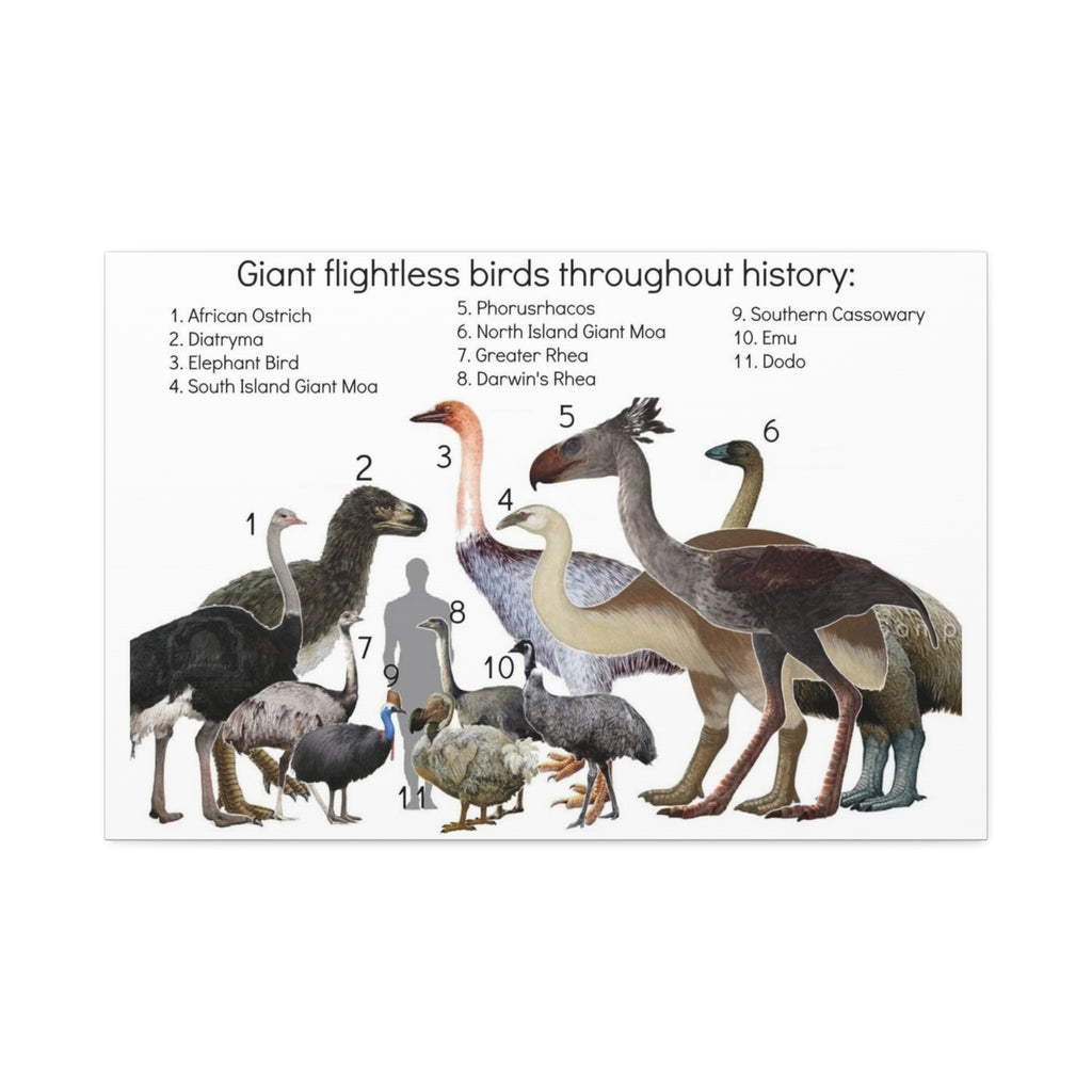 Giant Flightless Birds Throughout History Horizontal Poster and Canvas