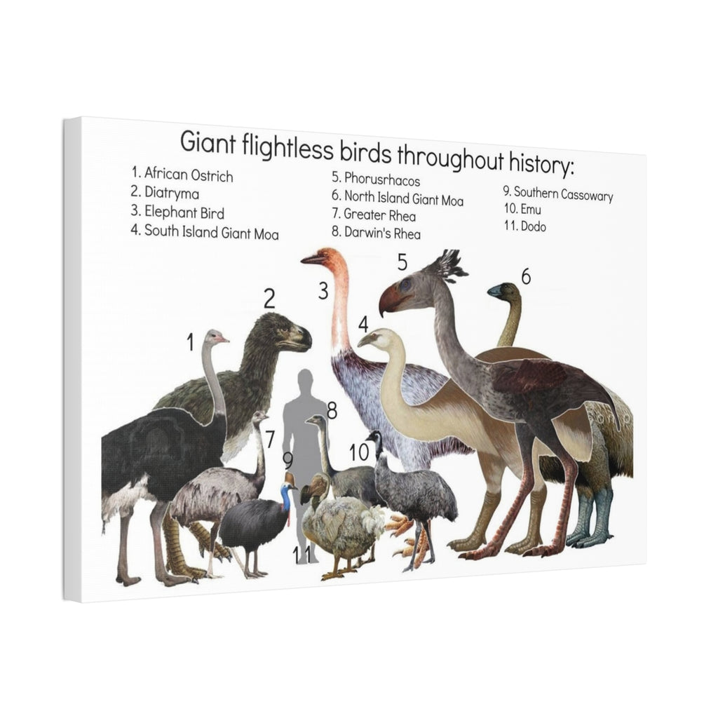 Giant Flightless Birds Throughout History Horizontal Poster and Canvas