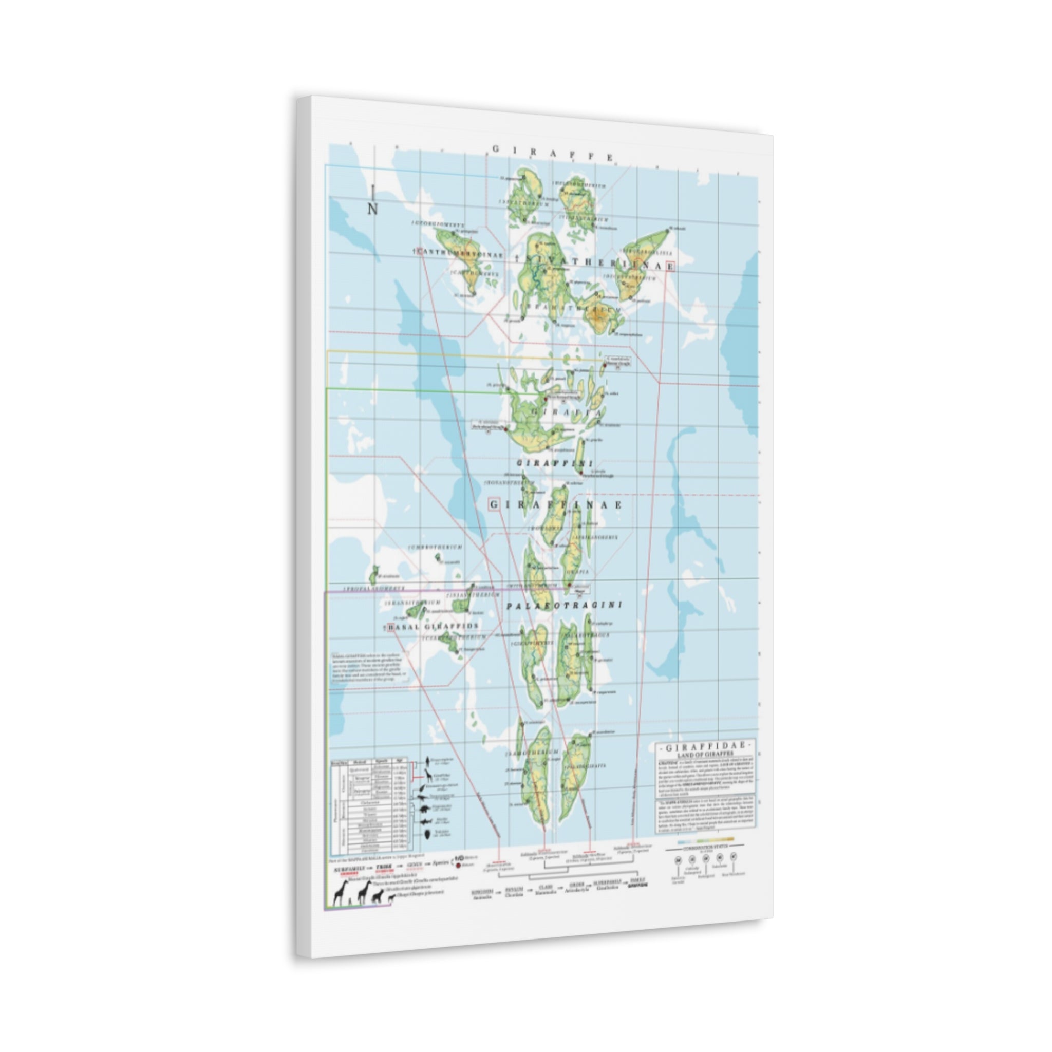 Giraffe Family Tree Map Poster, Giraffidae Evolution Chart Print, Giraffe Species Identification Wall Art, Wildlife Gift
