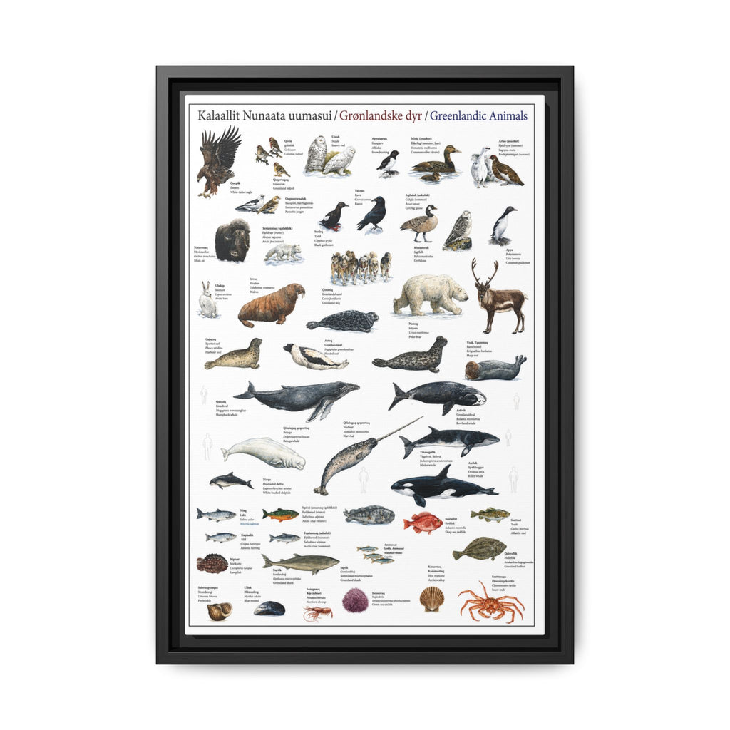 Greenlandic Animals Identification Chart Poster and Canvas