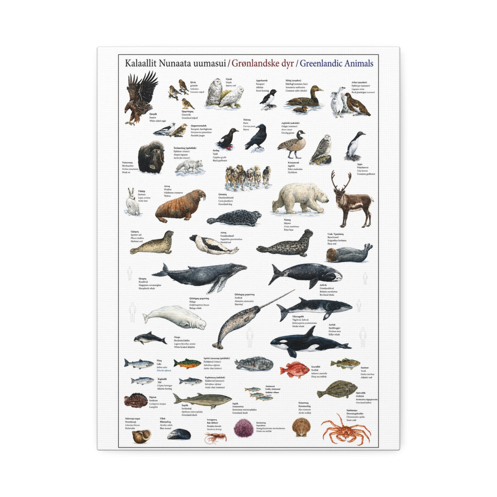 Greenlandic Animals Identification Chart Poster and Canvas